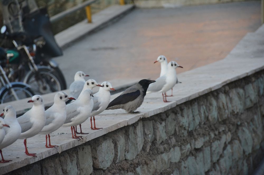 Photograph by Mohammad Amin Ghaffari