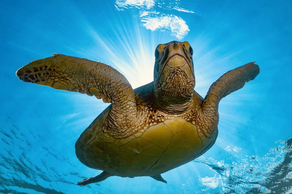 Photograph by Serge Melesan