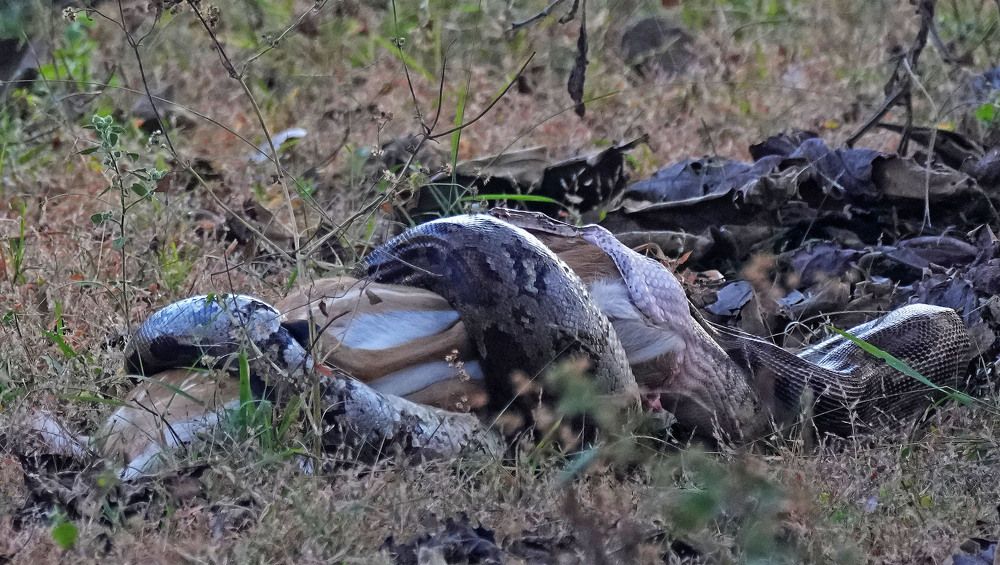 Killing for a Living