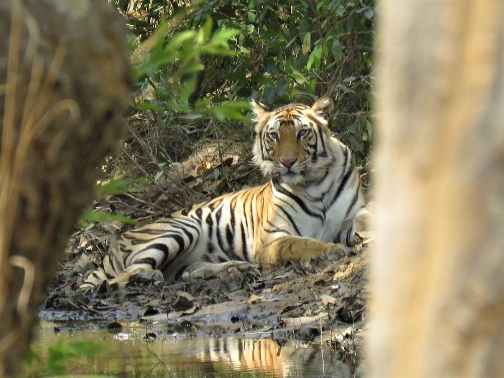 Tiger peering between trees