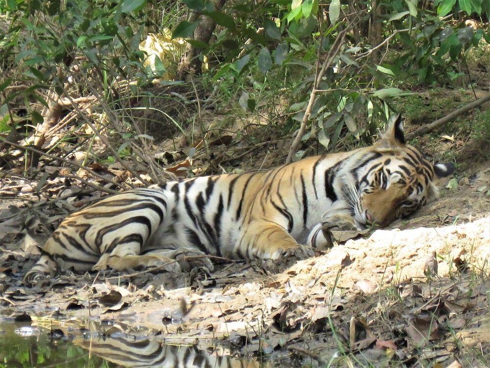 Sleeping tigress just wakes up