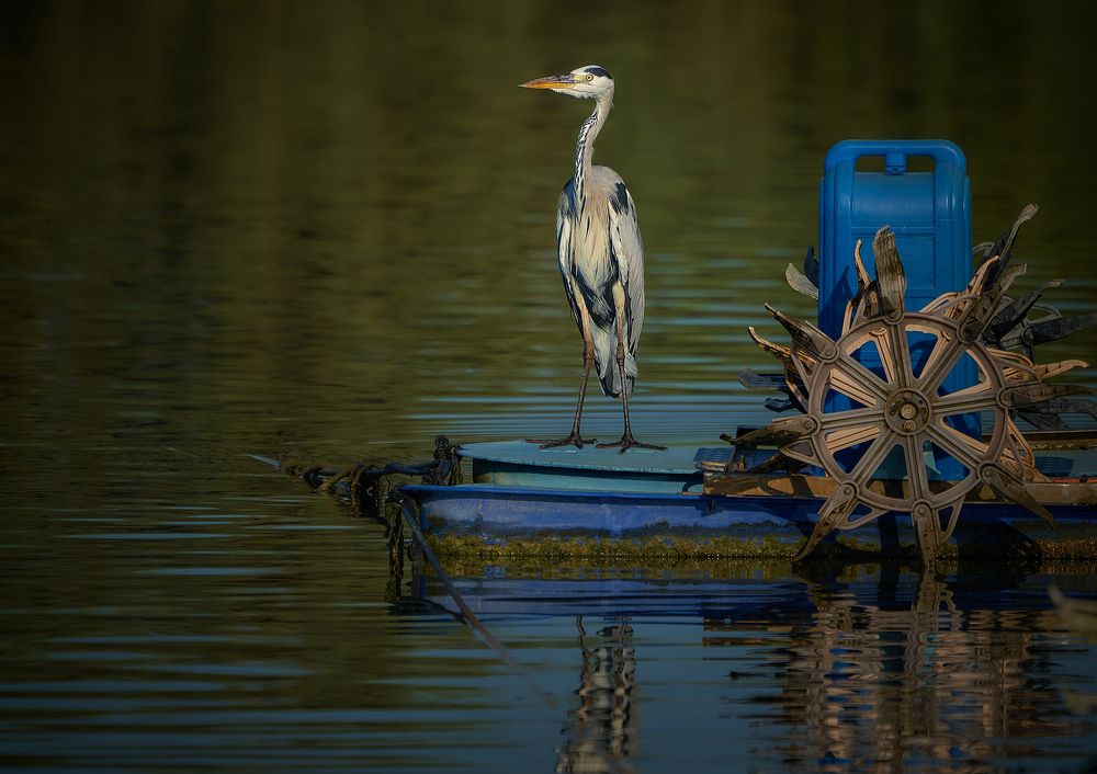 Photograph by Boris Bekelman