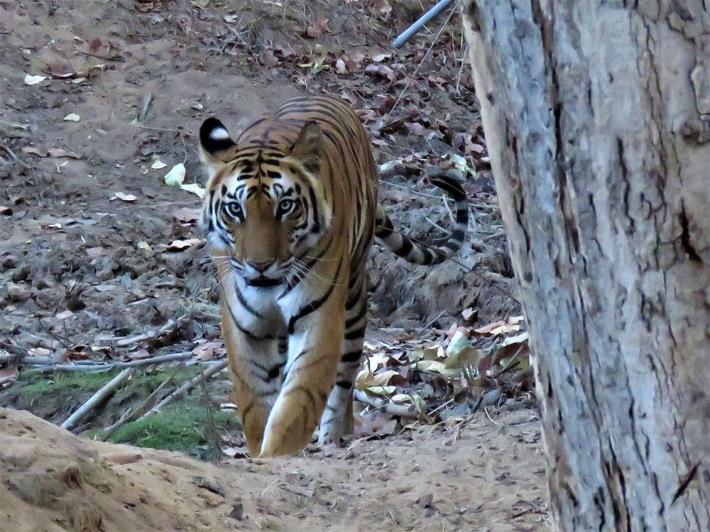 Tigress coming head on