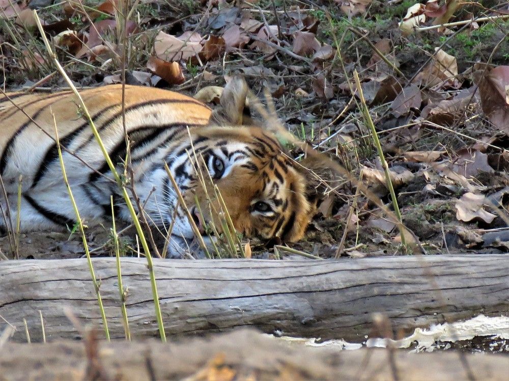 Tigress lazing and staring