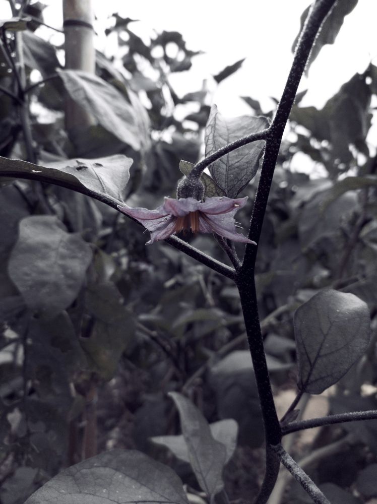 Photograph by Larissa