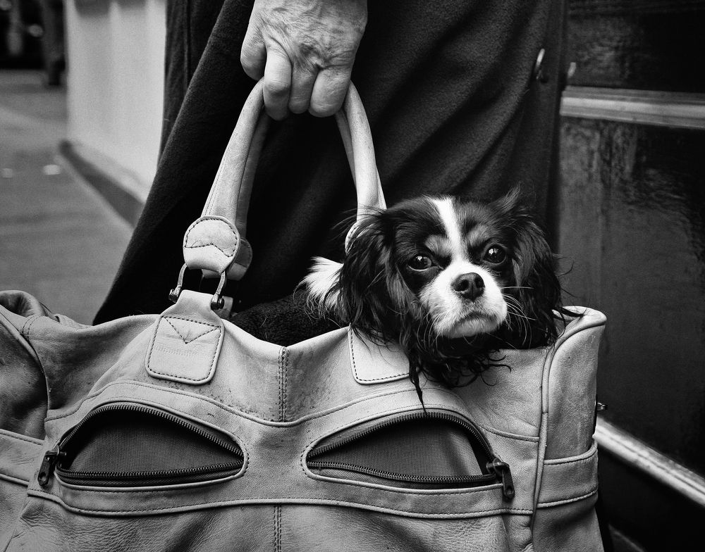 Фотография автора Елена Лаврова