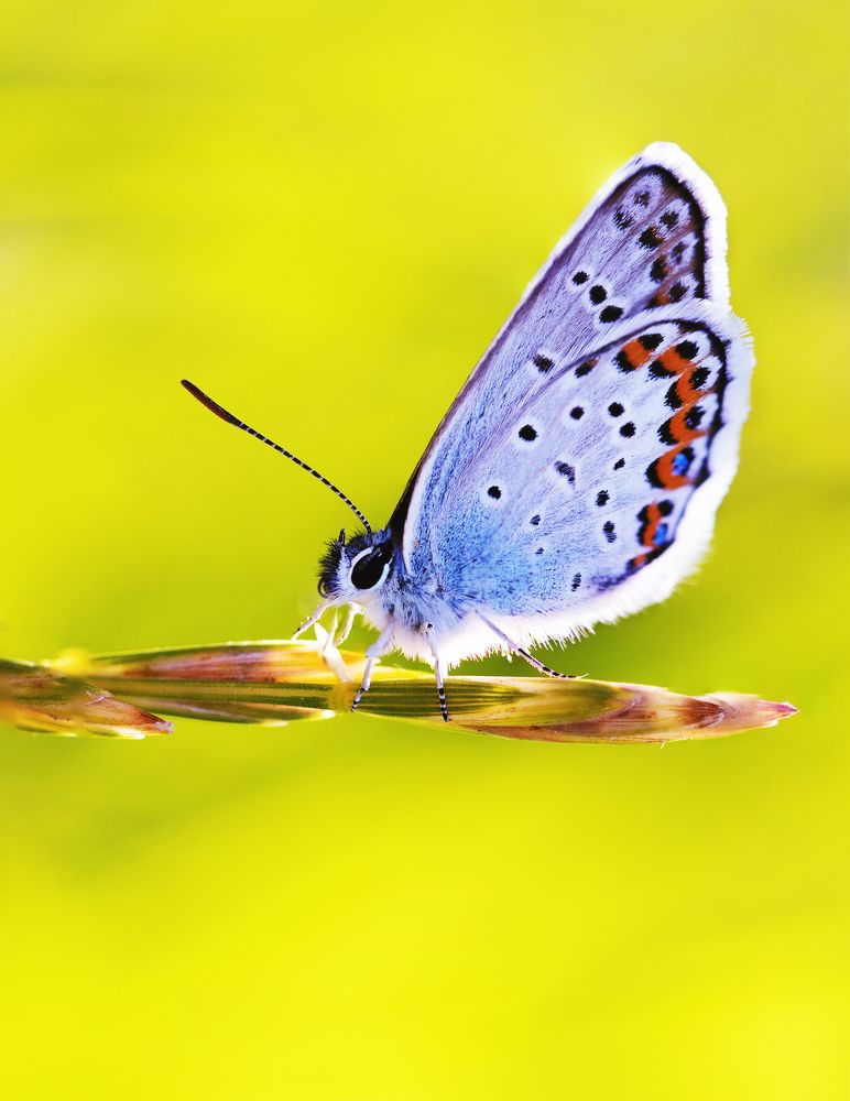 Photograph by Ольга Золотухина-Шамли