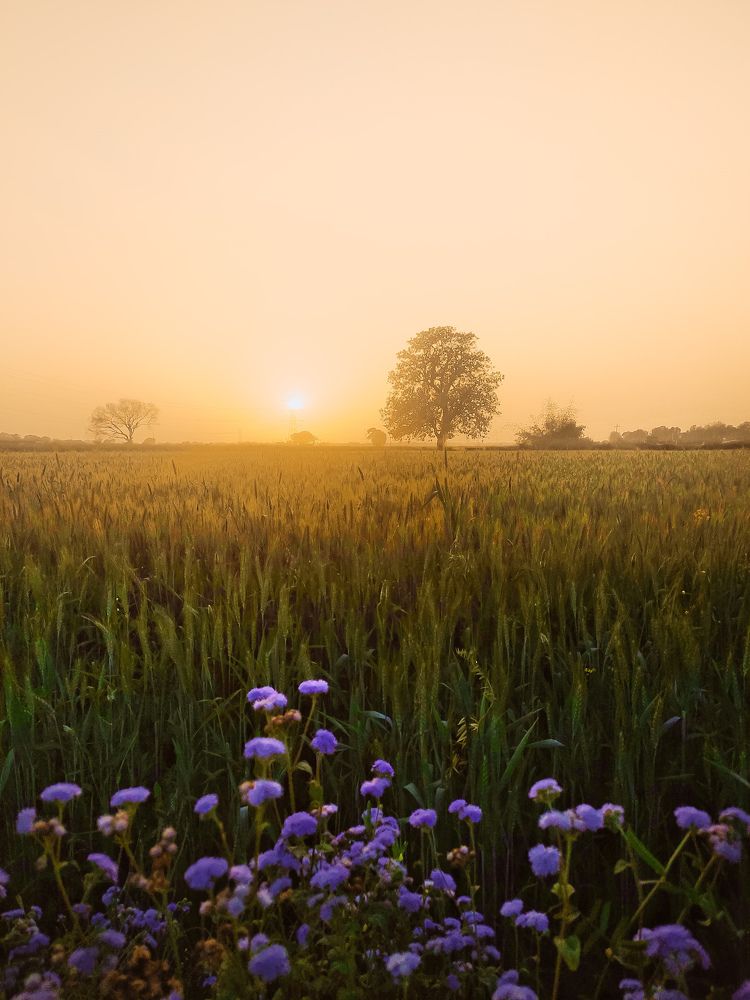 MORNING SUNSHINE