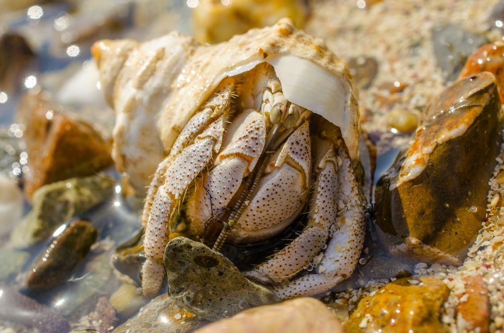 Рак-отшельник