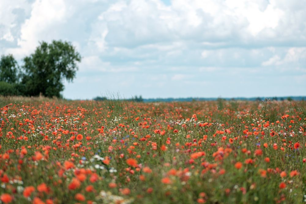 Photograph by Юрий Хорошев