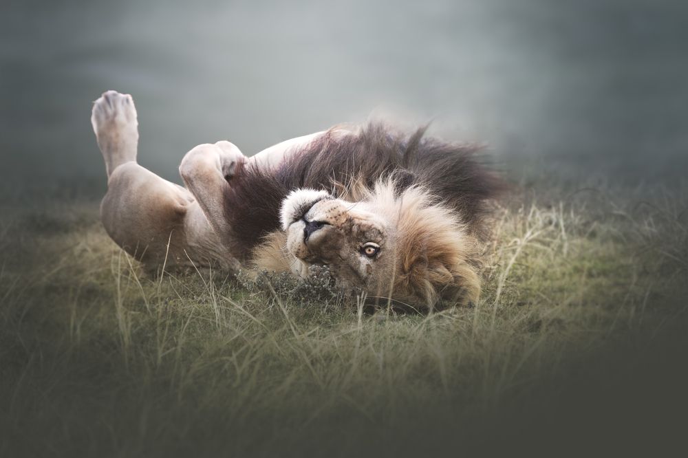 A King Under The Spotlight