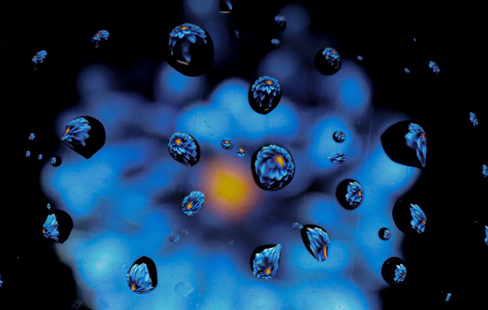 Water droplets reflecting a flower