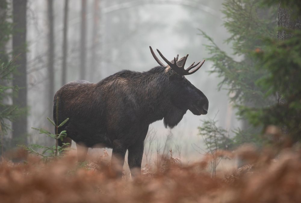 Photograph by Владимир Пакалевич