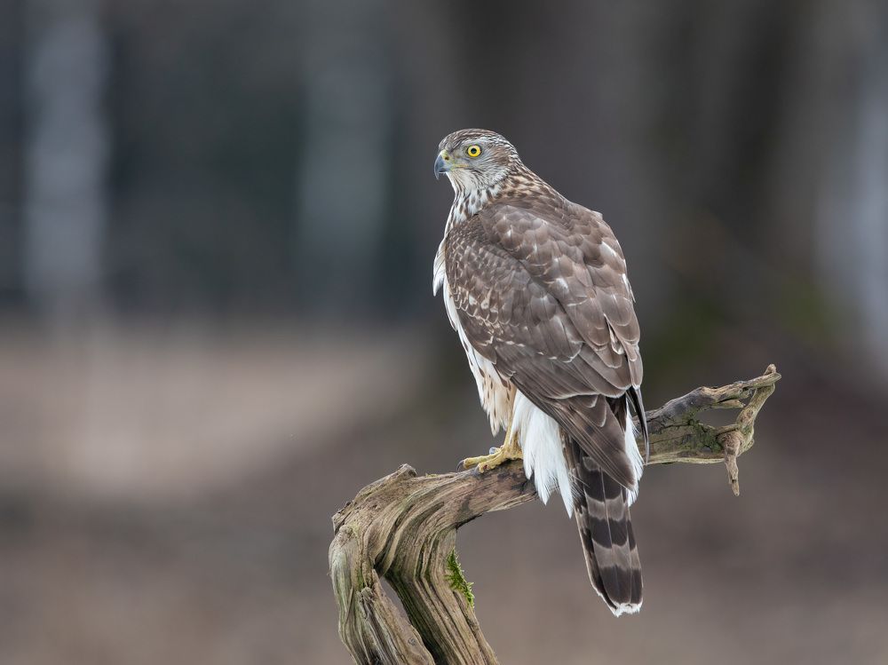 Photograph by Владимир Пакалевич