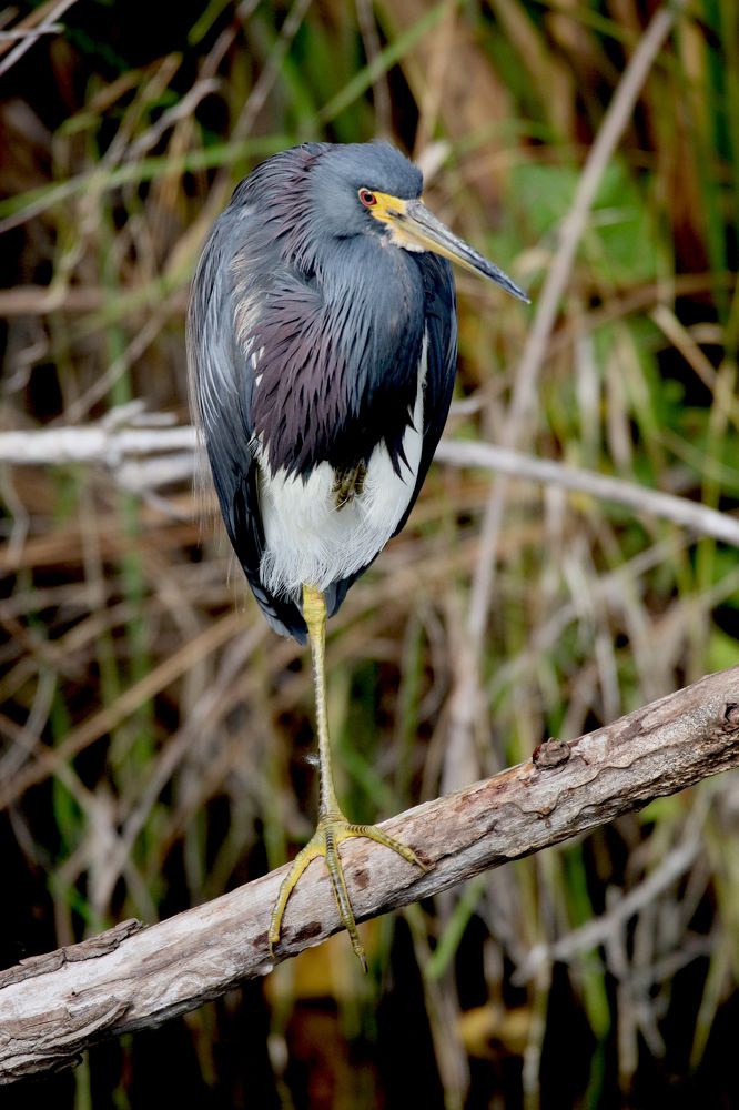 Стойкий оловянный солдатик