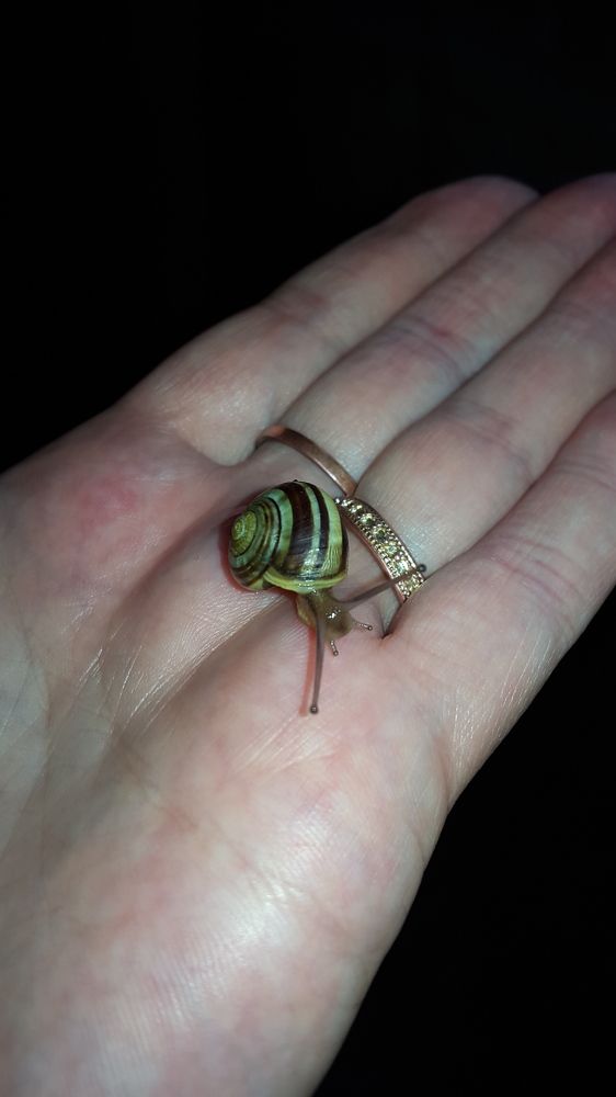 Snail