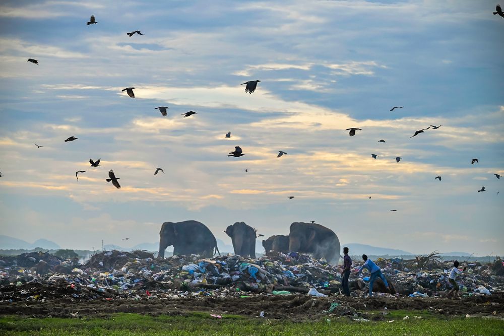 Photograph by Ahamed jazif