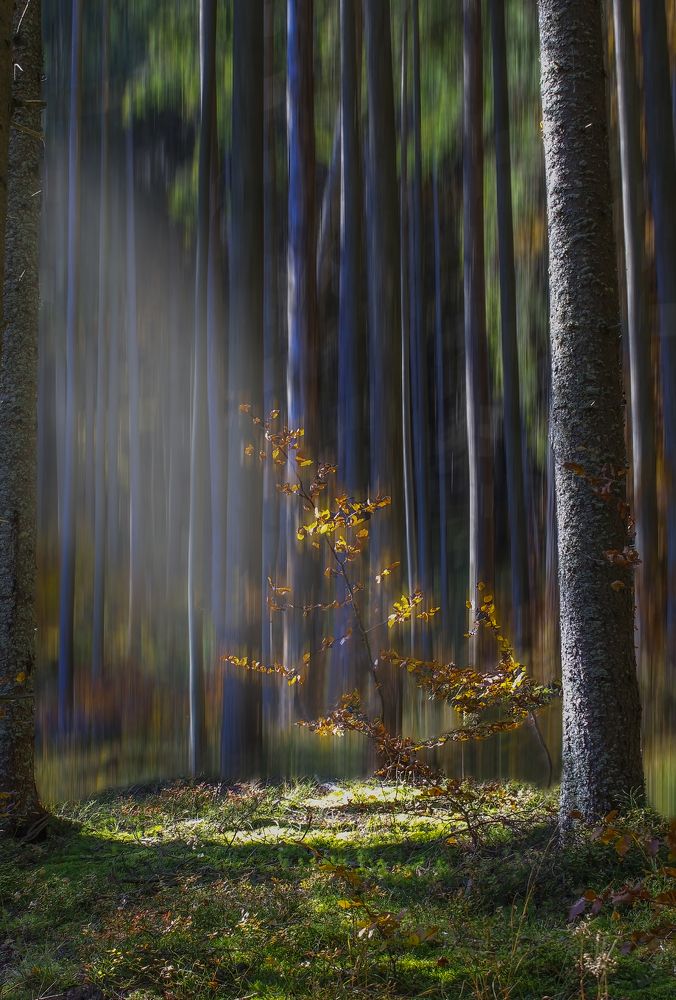 Autumn mood in the pine forest 2021