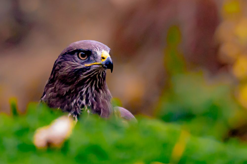 Common buzzard in autumn