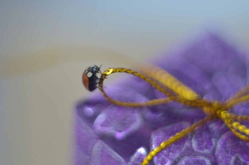 Большой подарок