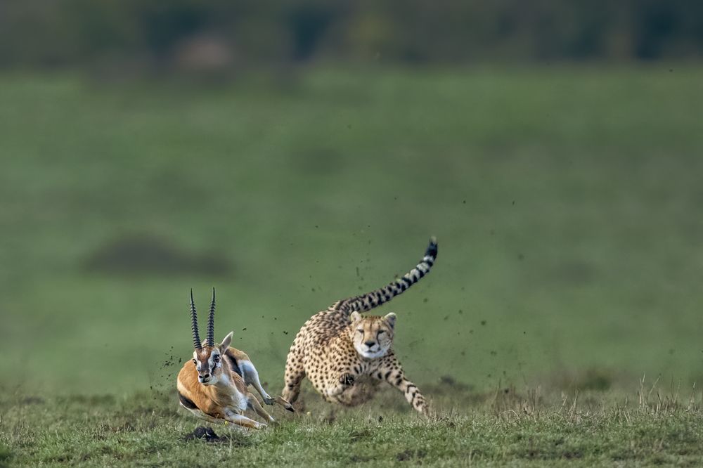 Photograph by Dilip Shah