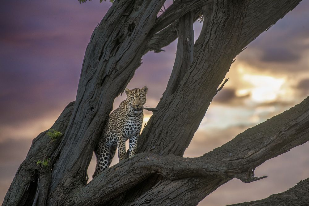 Photograph by Dilip Shah