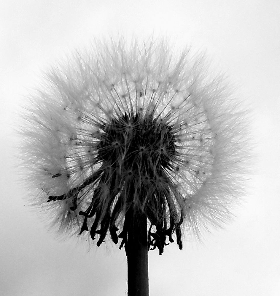 Photograph by Baatarsuren B