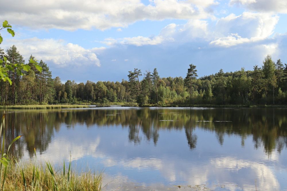 лесное озеро