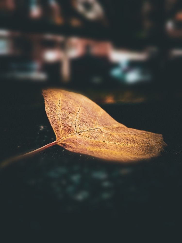 Фотография автора Светлана Кузьмина