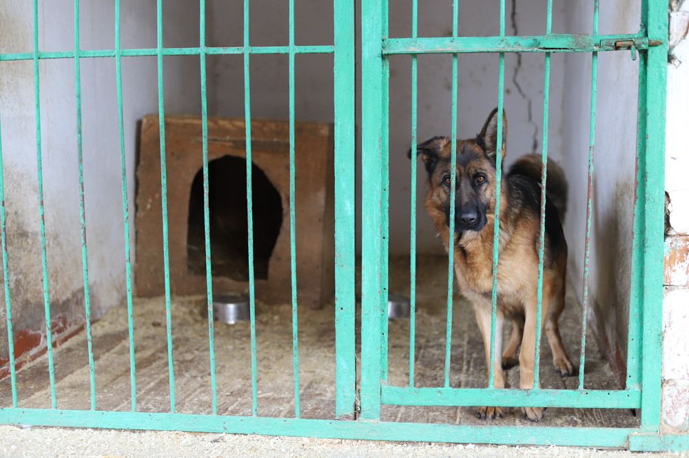 Повседневная жизнь волонтеров из собачьего приюта "К-9"