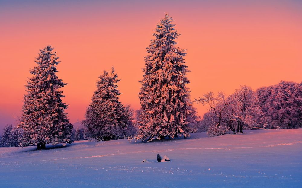 Photograph by Elena Wymann