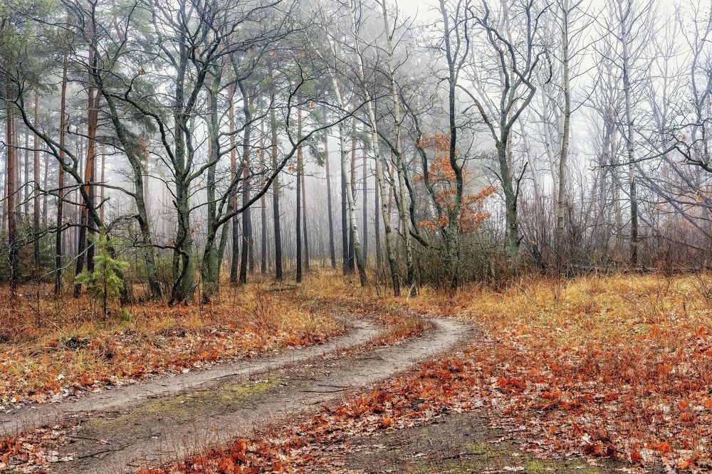 В лесу утром туманным..