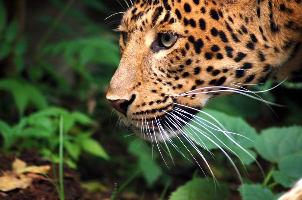 Photograph by Krzysztof Bozalek