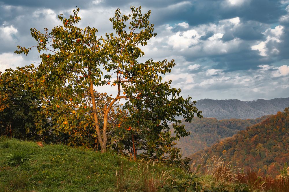 Photograph by Виталий Шкадинов