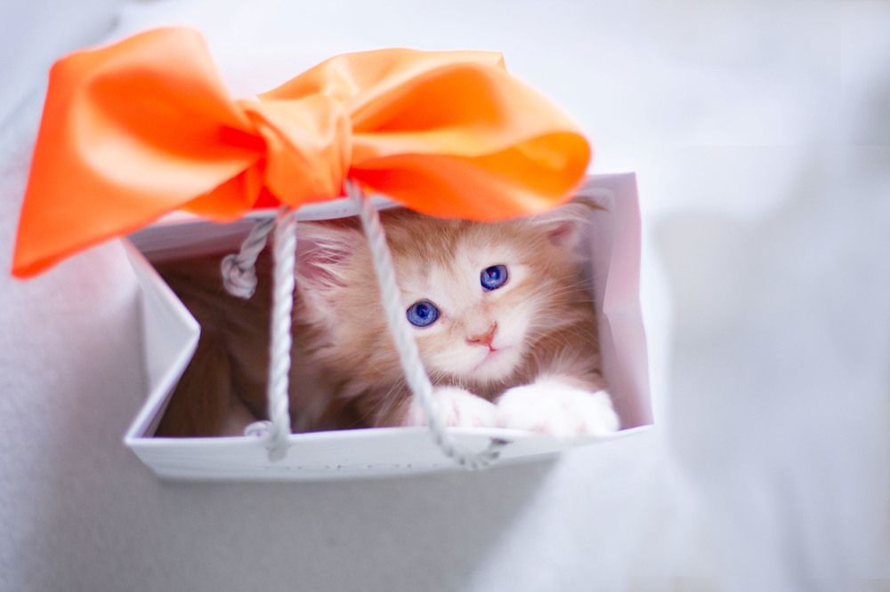 Photograph by Ирина Мамонова