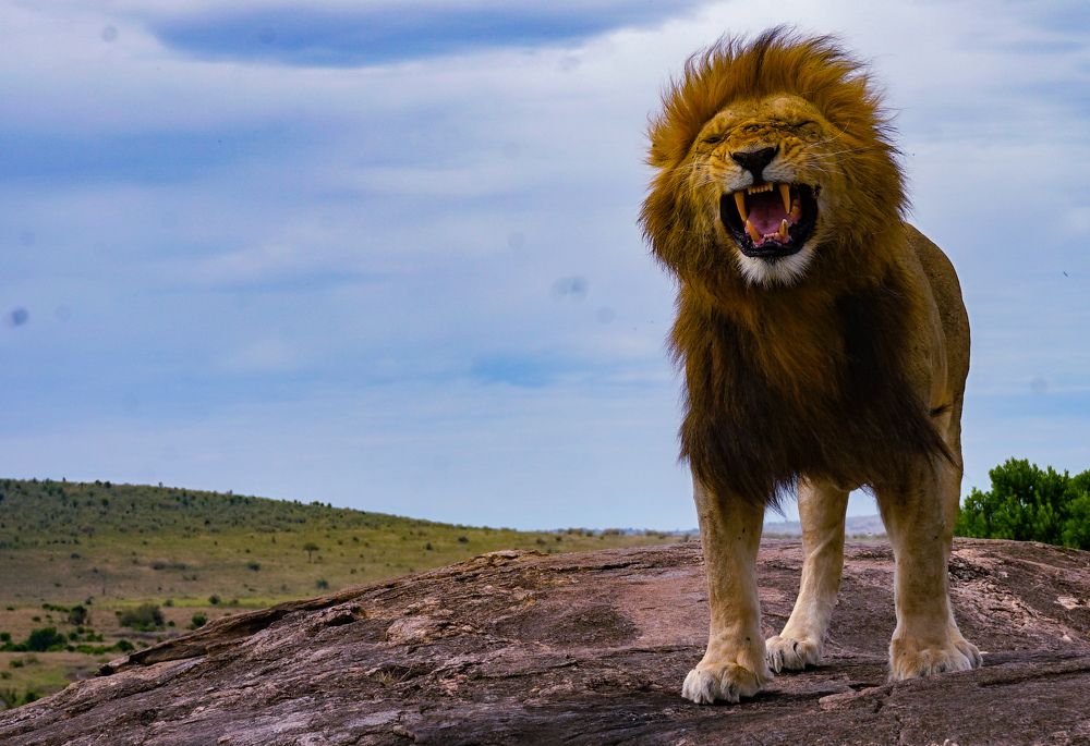 I am the King of the Jungle