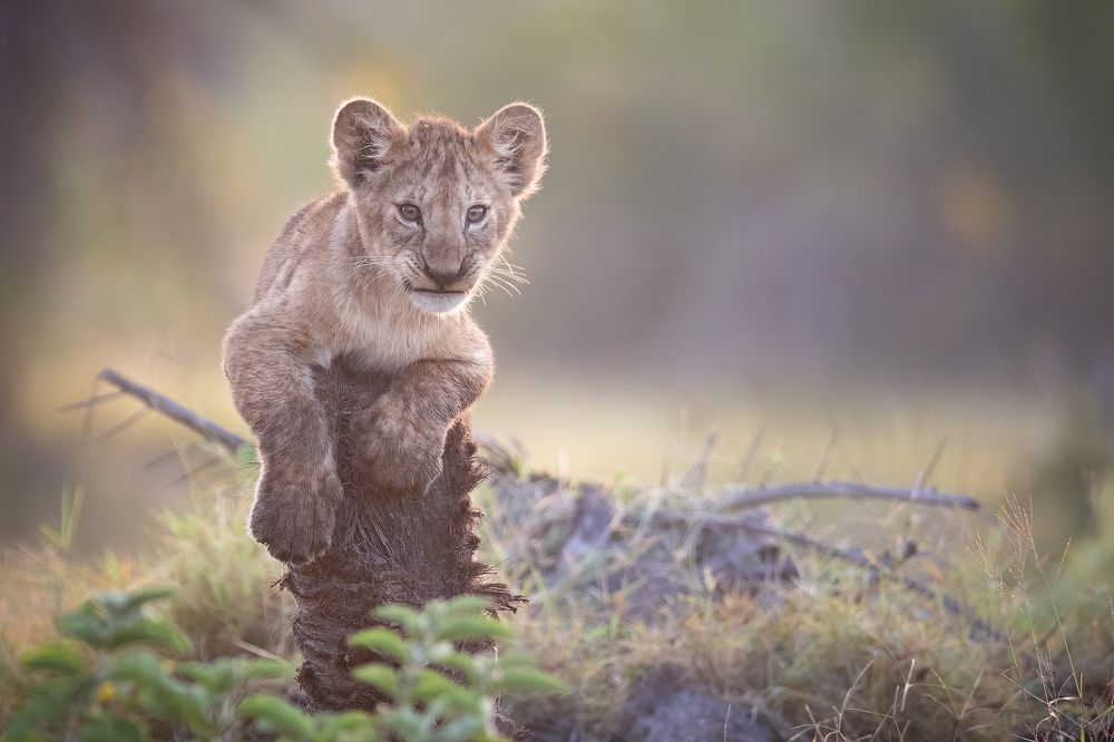 Photograph by Ali Khataw