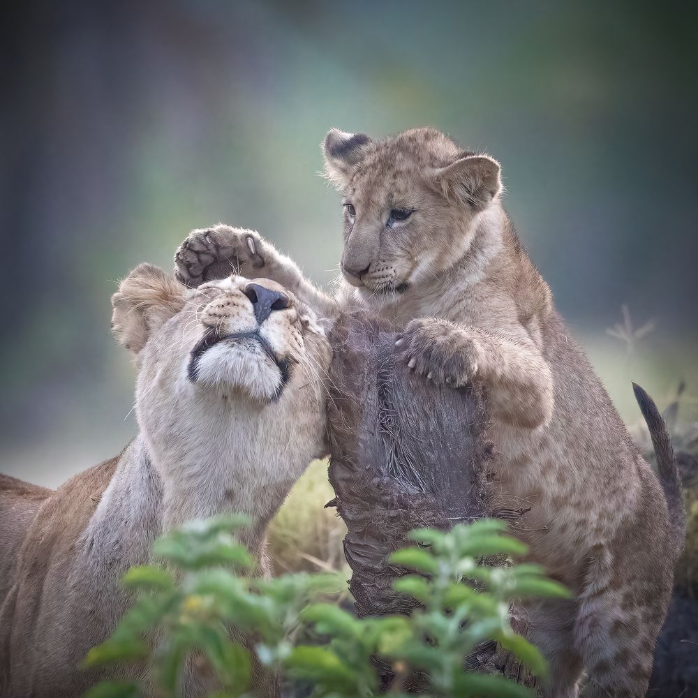 Photograph by Ali Khataw