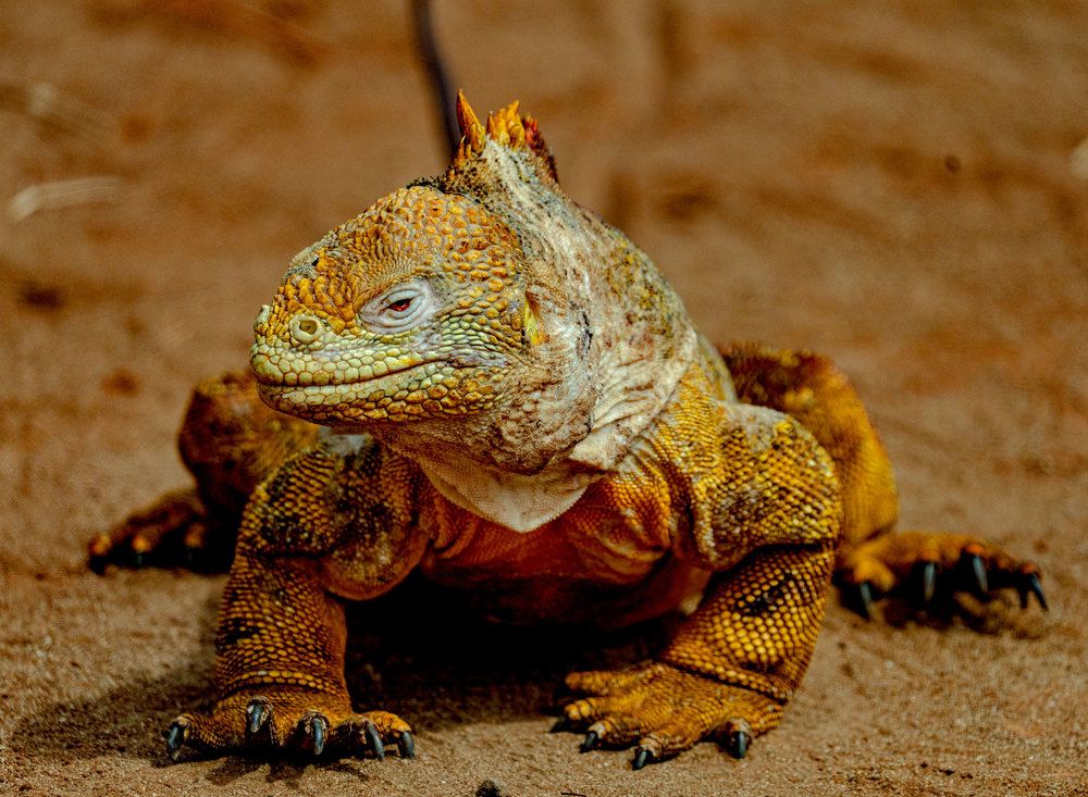 Фотография автора andrey gagarin