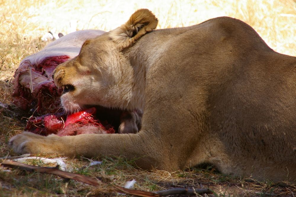 eating lioness