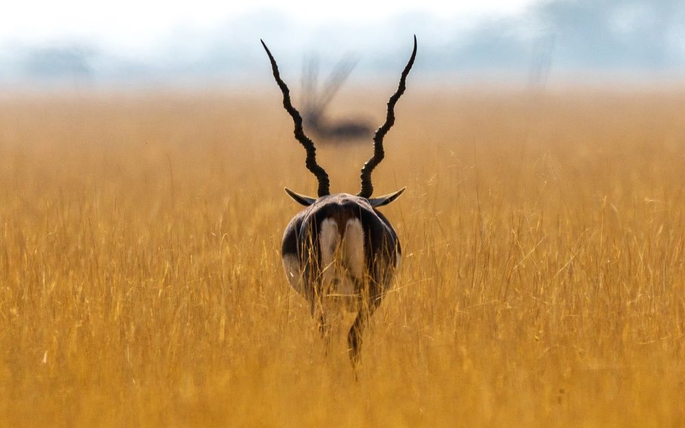 Black Buck
