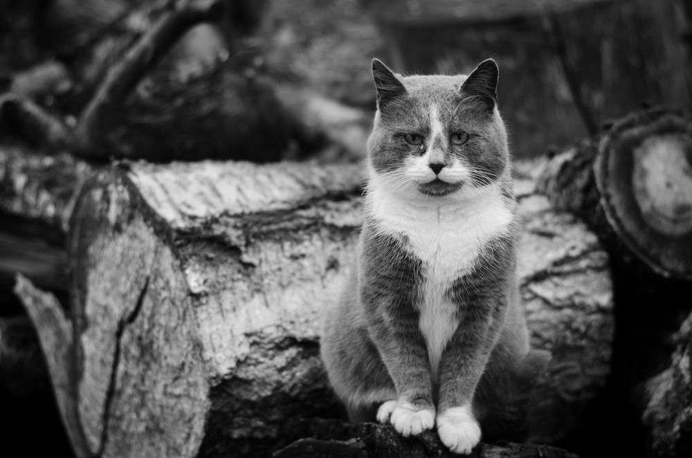 Photograph by Елена Бахтарина