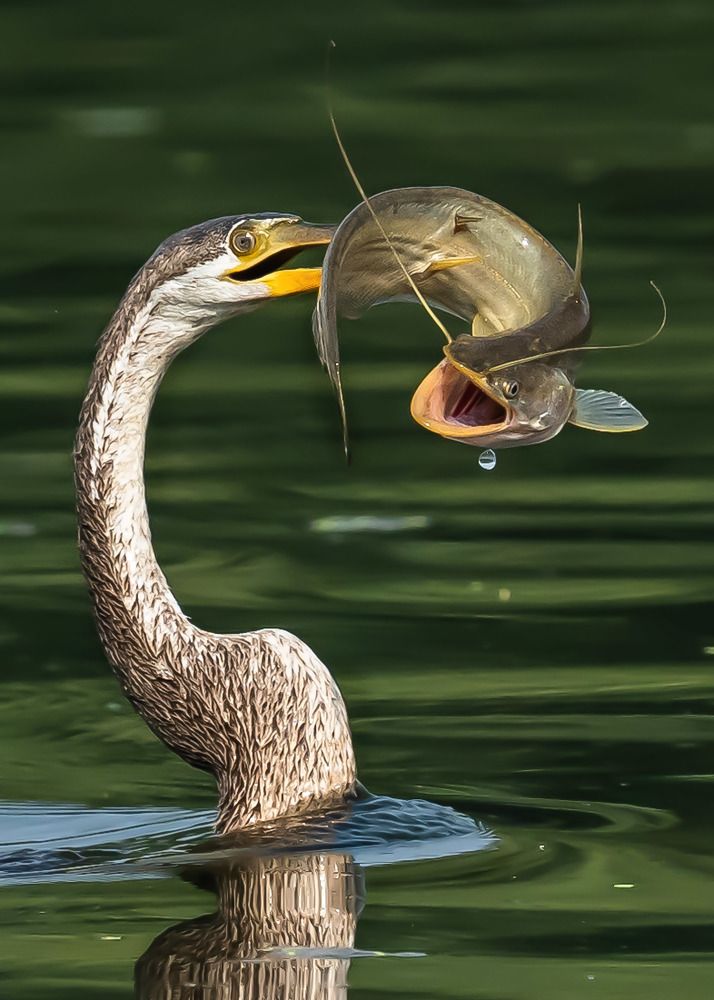 Food Chain ....Darter with a catch