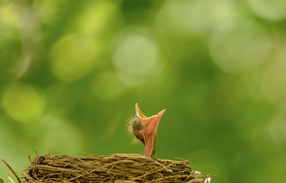 Photograph by алексей овчинников