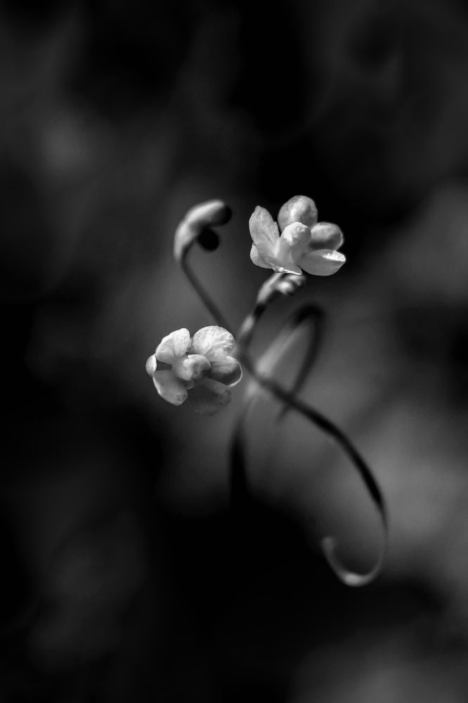 Photograph by Yusuf Buchari