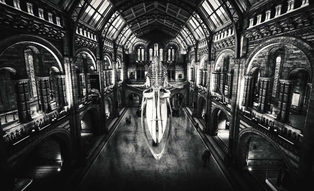 Photograph by Murcia J. A.