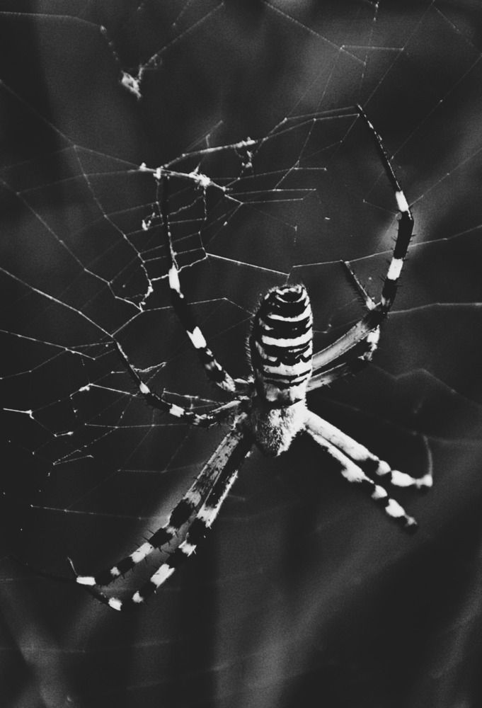 Photograph by Kasra Saadatju