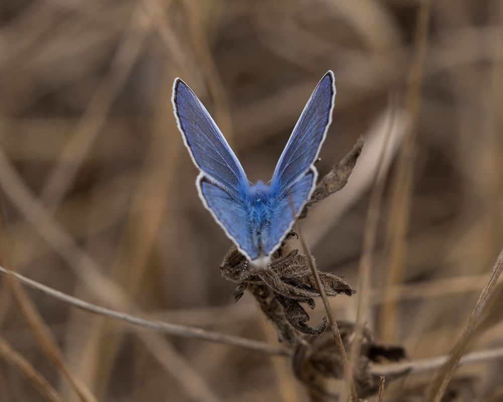 Photograph by Dejan Sajkovski