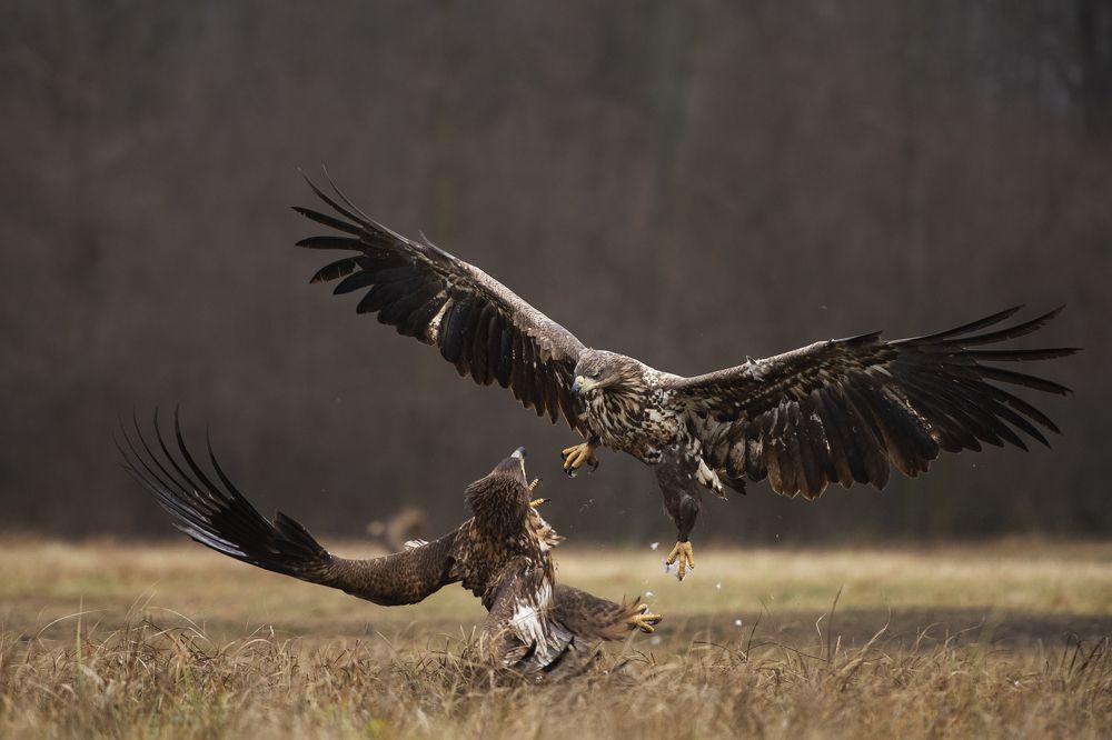 Photograph by Ernestas Balcikonis