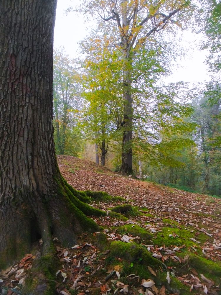 Photograph by Saeed Rastiniya